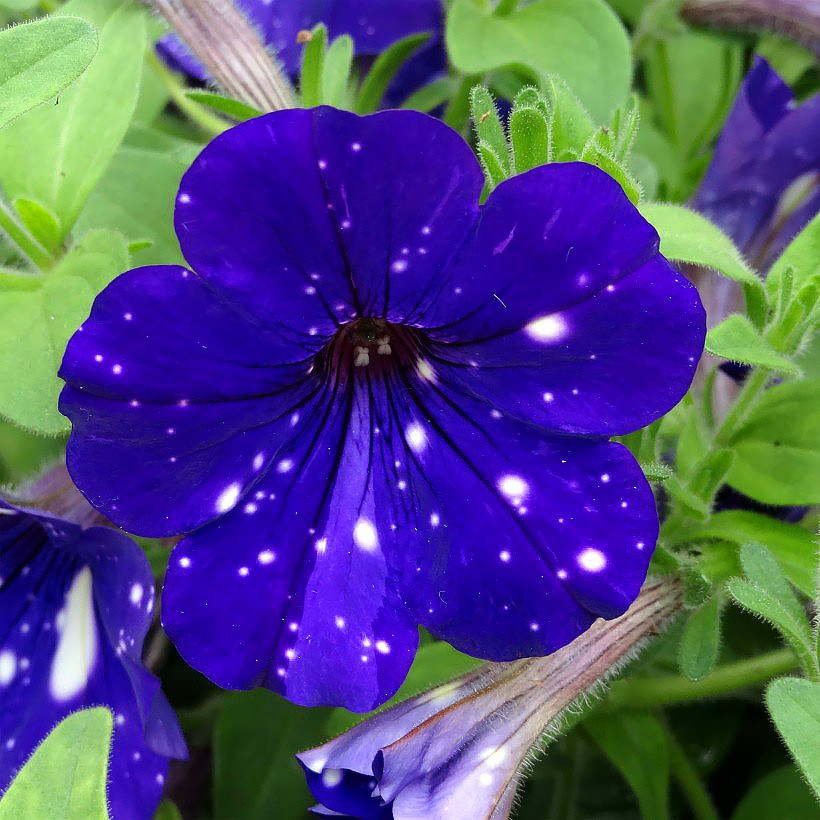 Petunia seeds