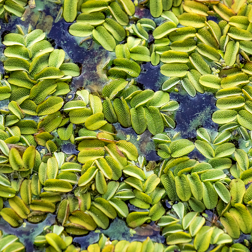 Floating aquatic plants