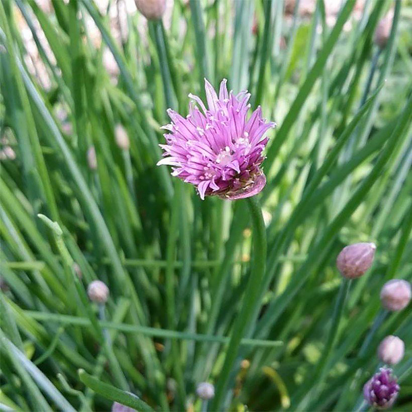 Chive plants