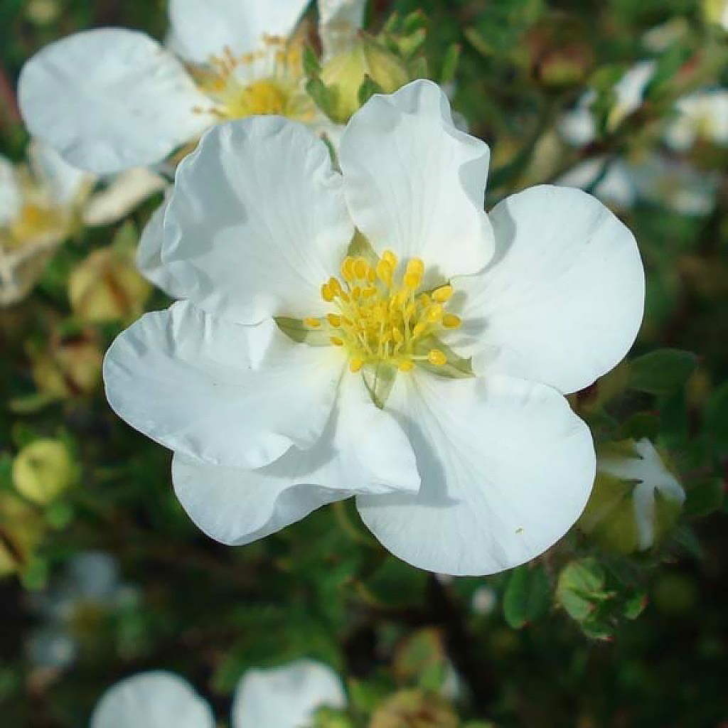 White flowering Potentilla