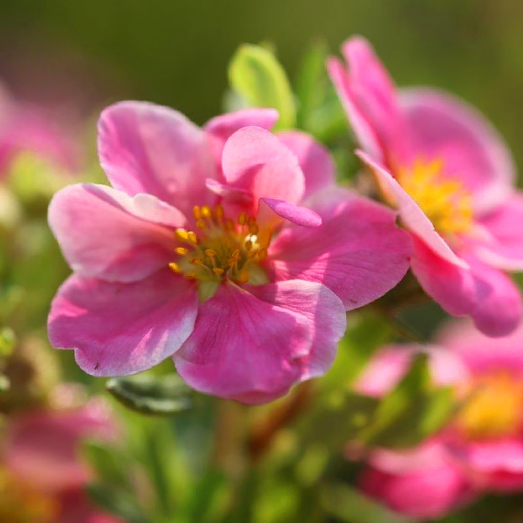 Pink flowering Potentilla