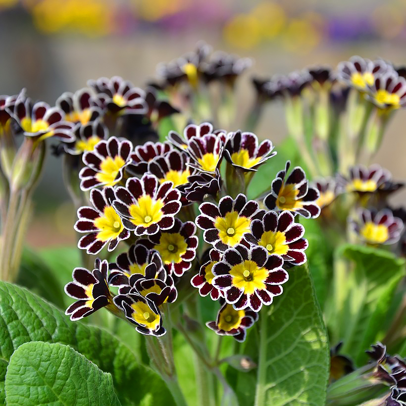 Primrose seeds