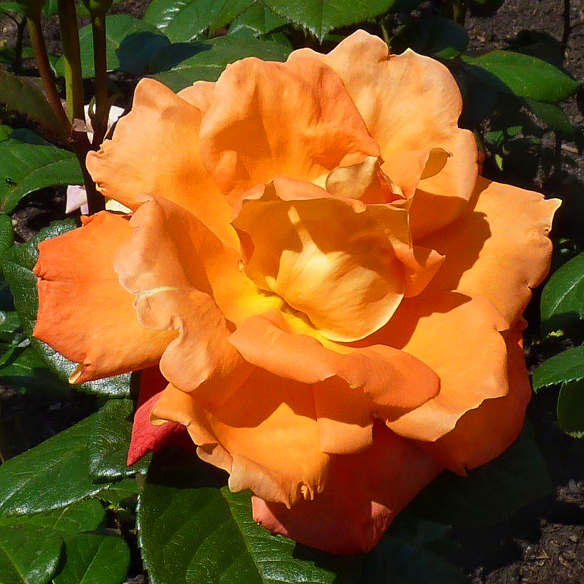 Orange Roses