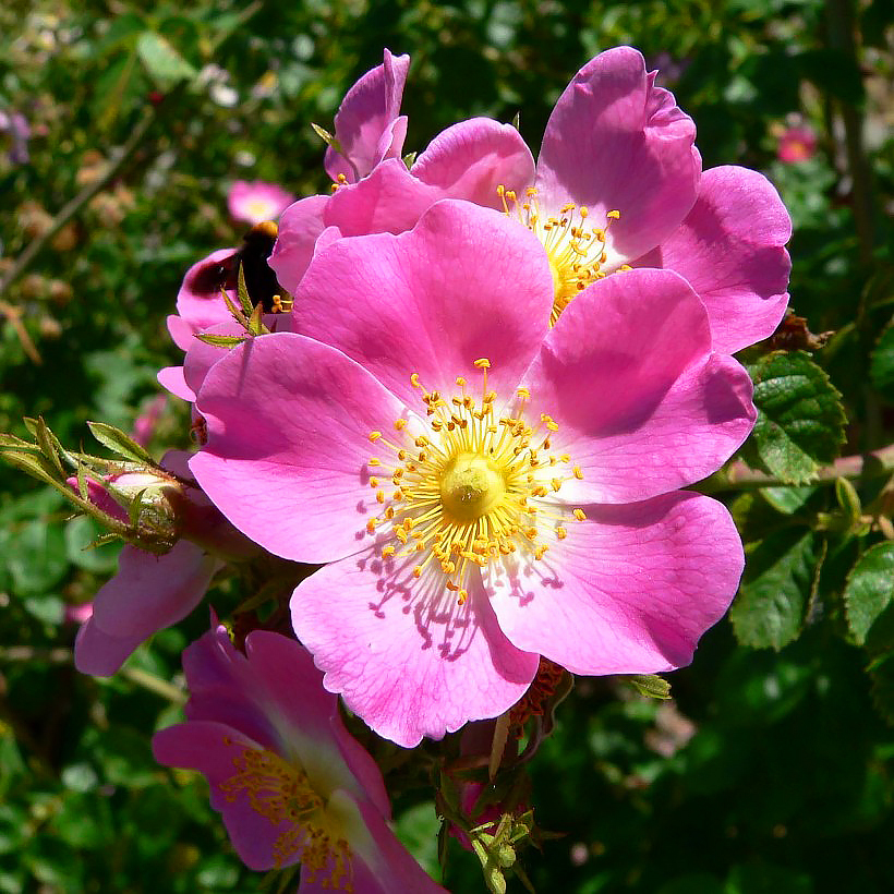 Pink Roses