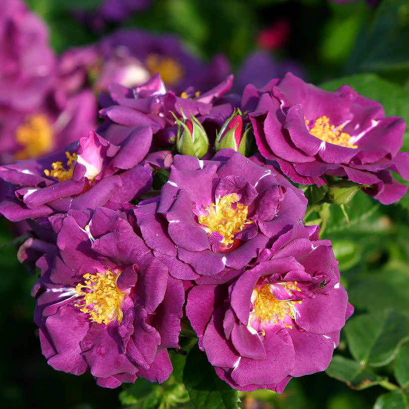 Purple Roses