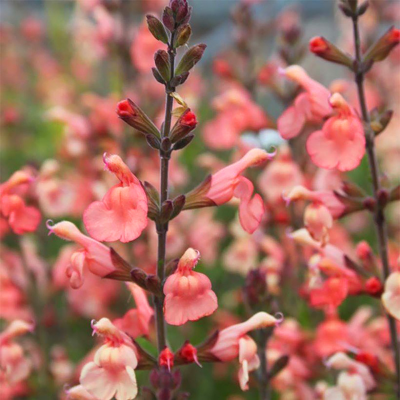 Orange flowering bushy Sage