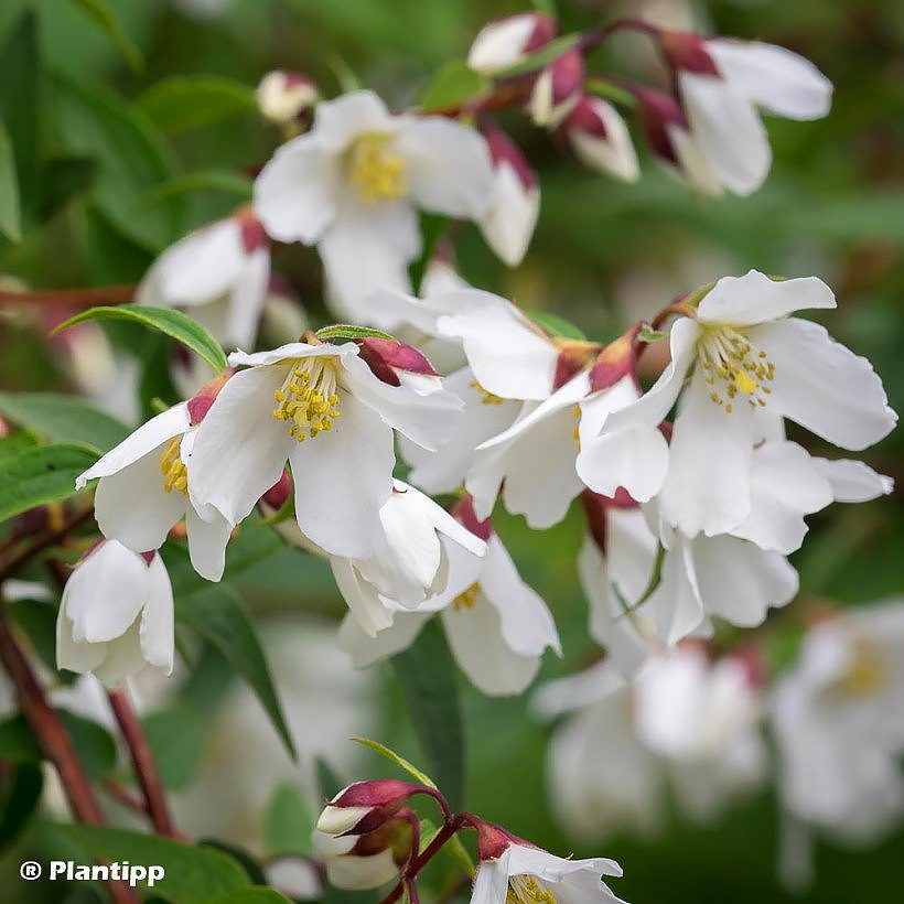 Dwarf Philadelphus