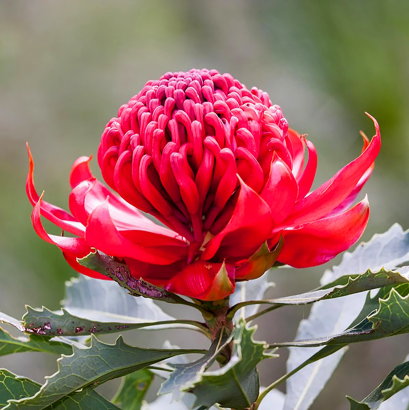 Waratah - Telopea