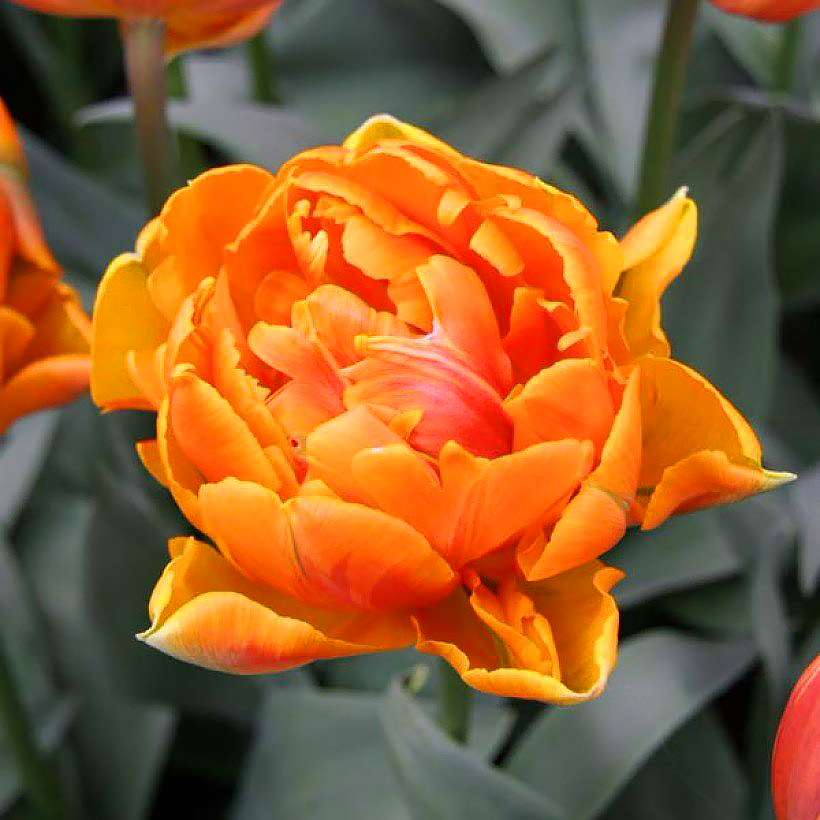 Orange Tulips