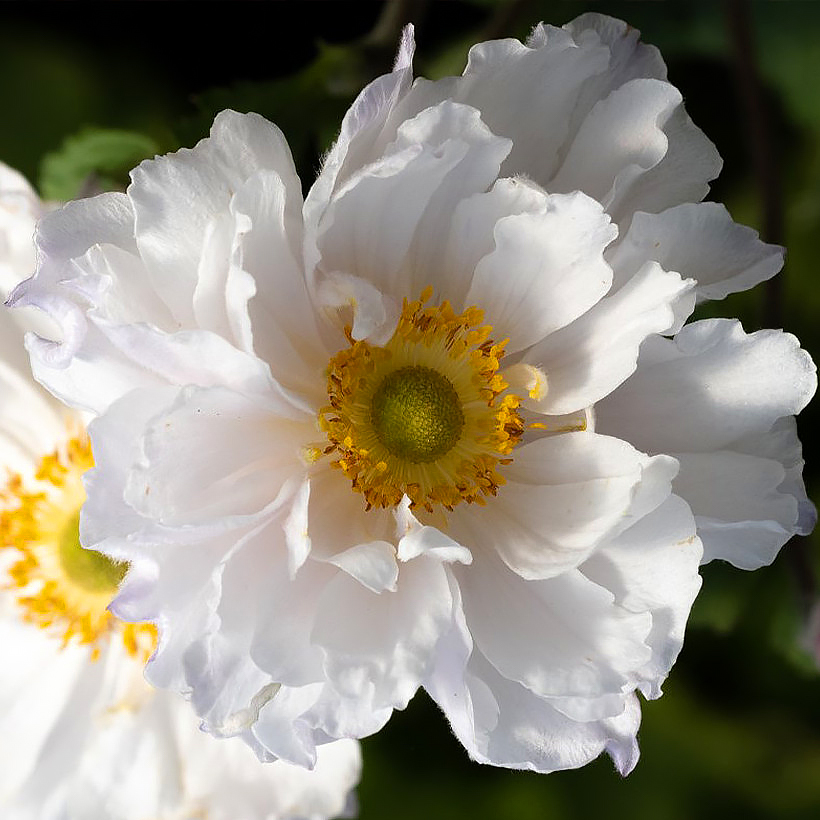 White flowering perennials