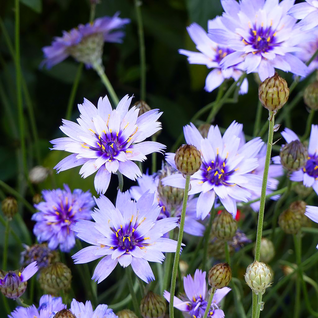 Perennials for a Mediterranean climate