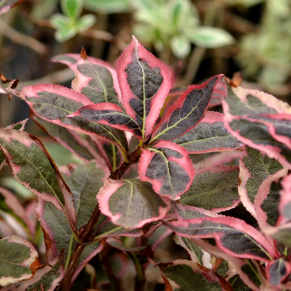 Variegated foliage Weigela