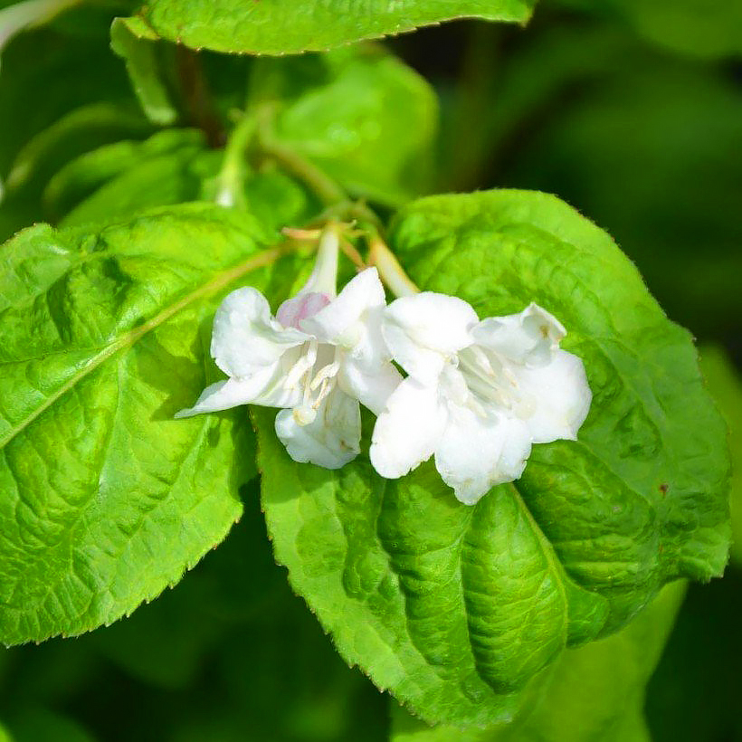 Green-leaved Weigela