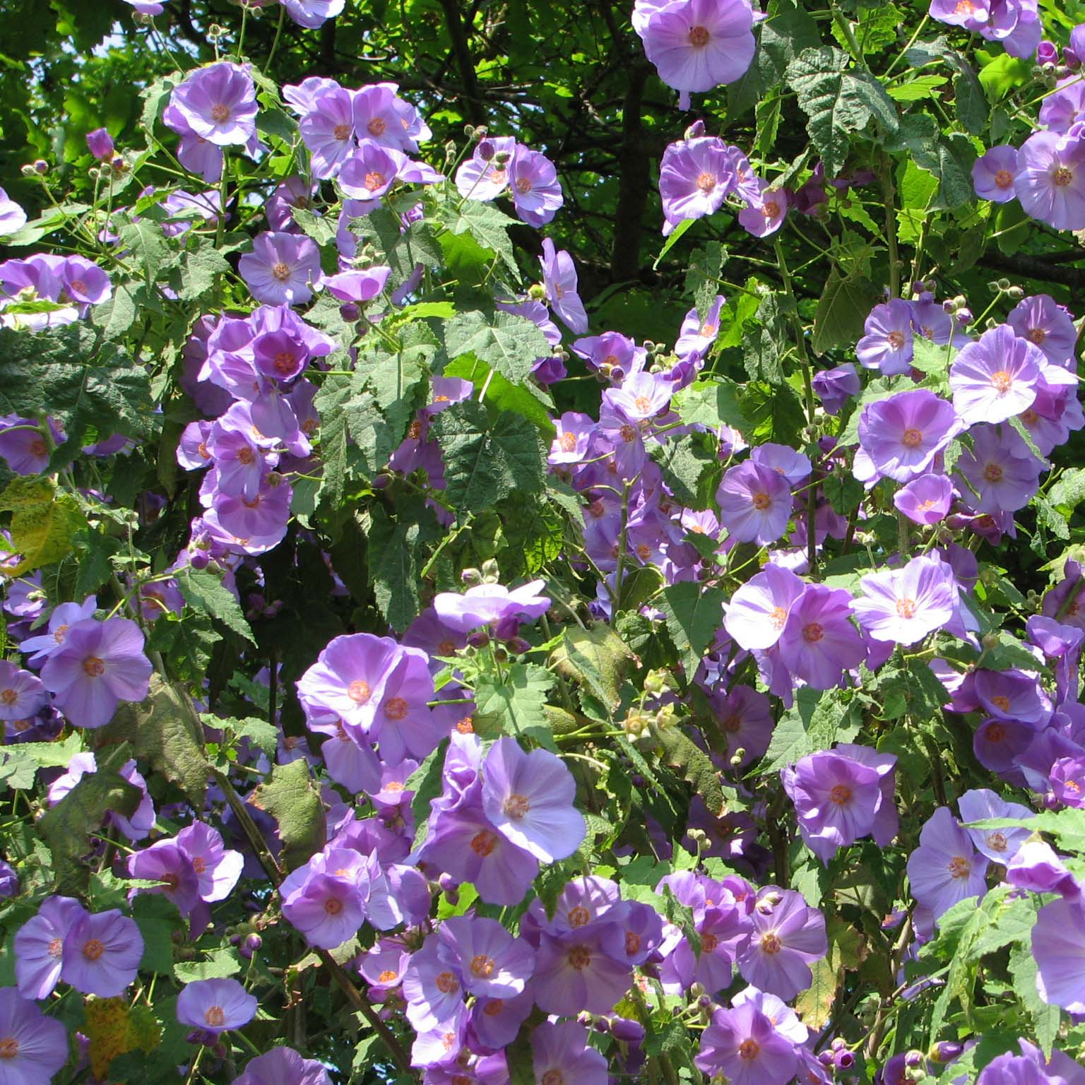 Abutilon x suntense - Bush with beautiful mauve flowers.