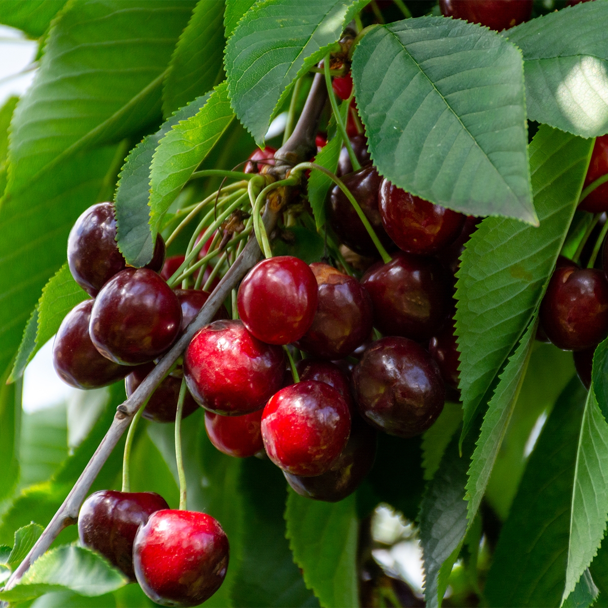 Bigarreau Marmotte Cherry - fruit tree with large sweet cherries