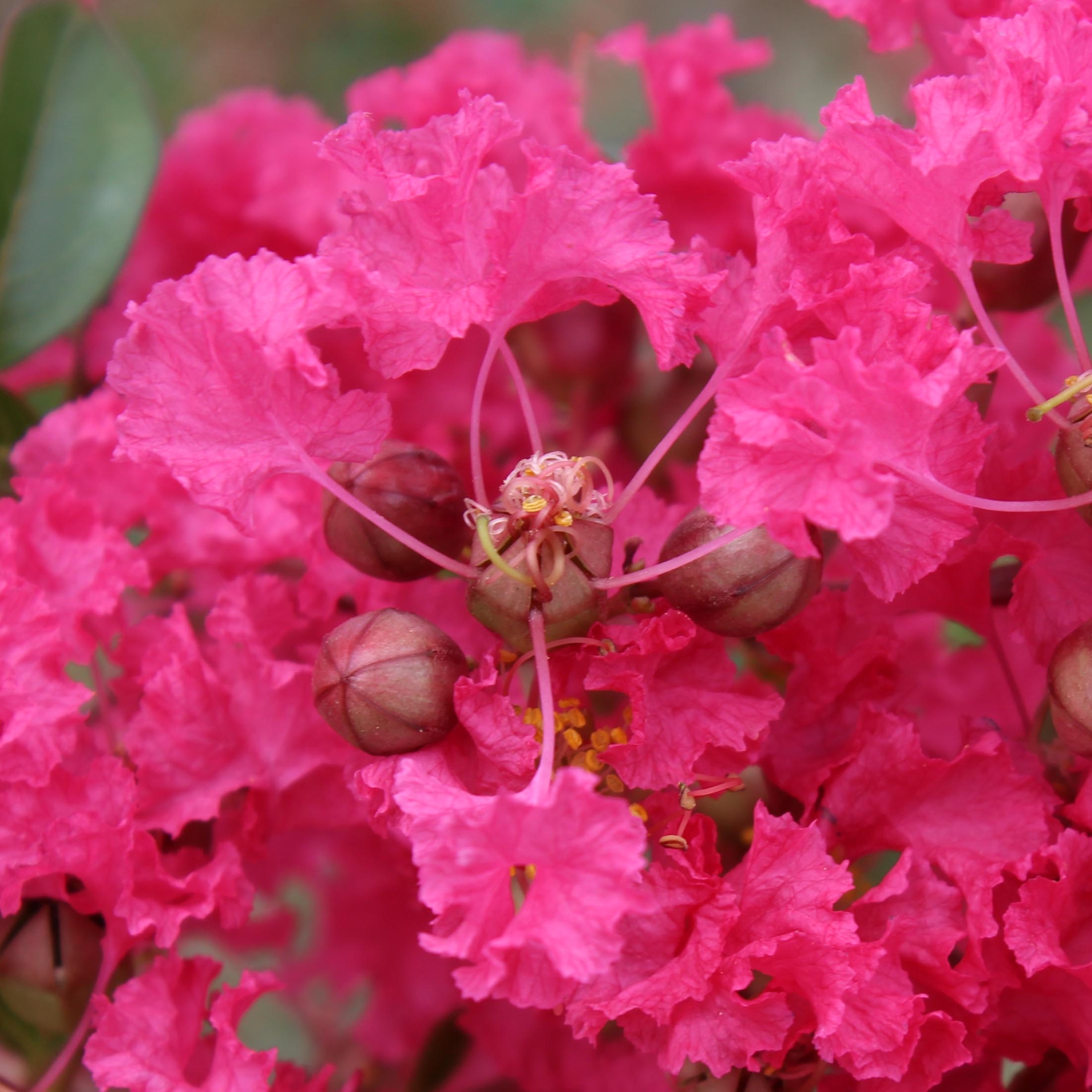 Crape Myrtle Mon Panache - Lagerstroemia indica with a prostrate habit  and intense magenta pink flowering