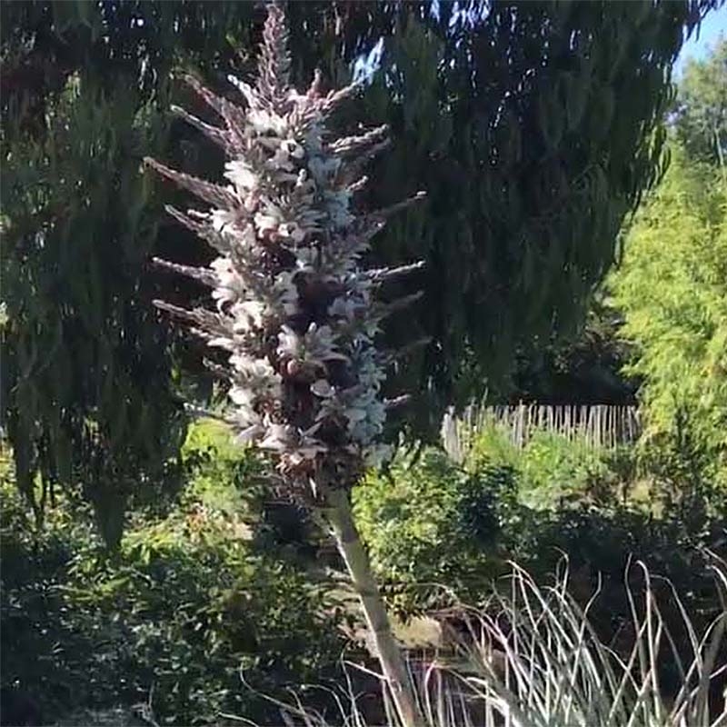 Puya castellanosii - Bromeliad native to northern Argentina.