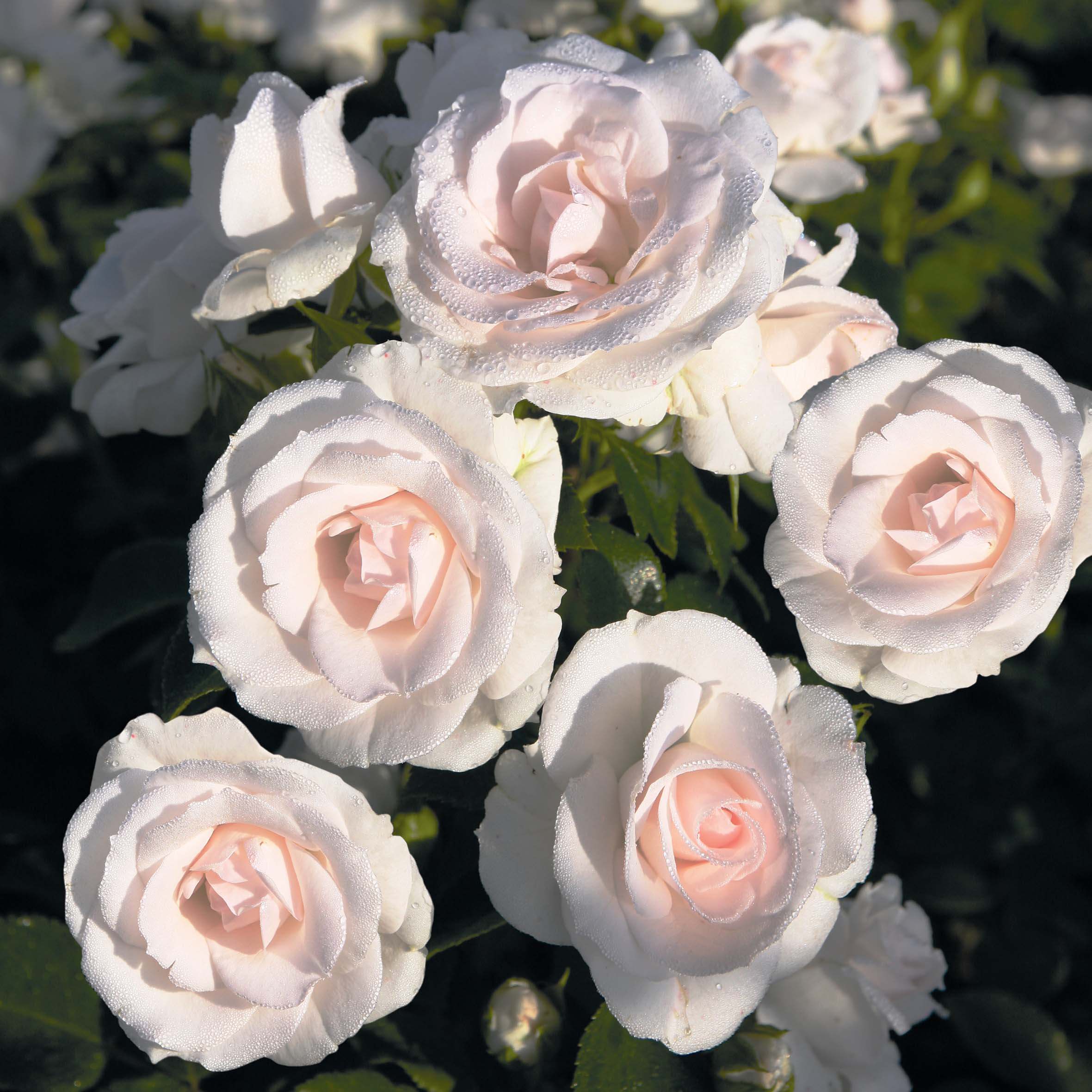 Rosa Aspirin Rose - A continuous flowering Floribunda Rose with white-pink  blooms.