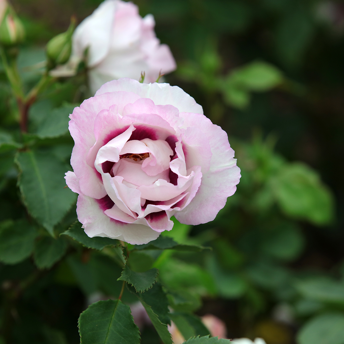 Jujube hotsell rose garden be light