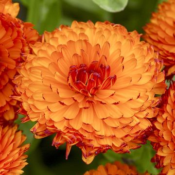 Calendula Neon 