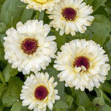 Calendula officinalis Snow Princess Seeds - Pot Marigold