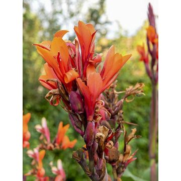 Canna Grand Duc - Indian shot