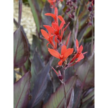 Canna Ibis - Indian shot