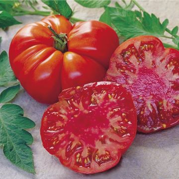 Tomato Tomande F1 ORGANIC