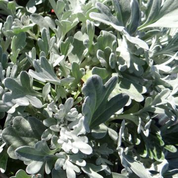 Artemisia stelleriana Mori's Strain - Beach wormwood