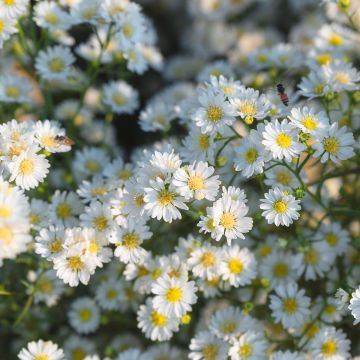 Aster ericoïdes Schneegitter - Heath Aster