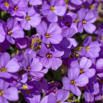 Aubrieta x cultorum Hürth