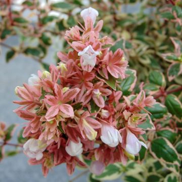 Abelia Magic Daydream