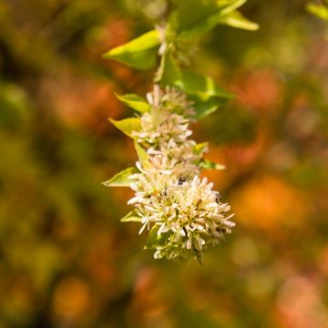 Abelia de Chine, Abelia chinensis