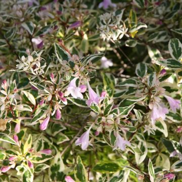 Abelia grandiflora Hopley's - Abélia à grandes fleurs