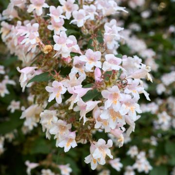 Abelia x grandiflora Semperflorens