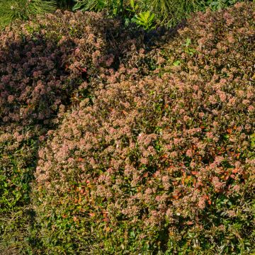 Abelia x grandiflora Sherwood