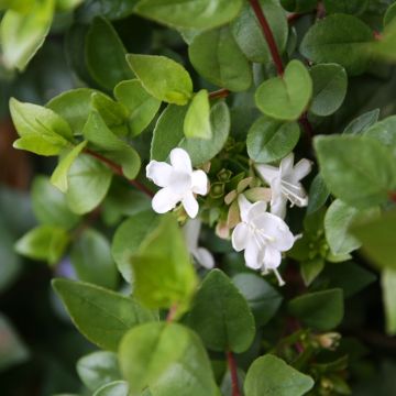 Abelia zanderi Little Richard - Abélia nain.