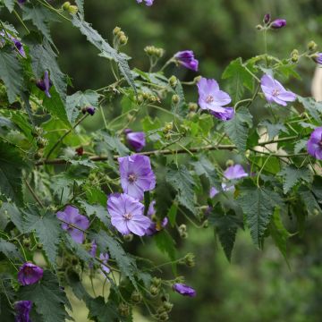 Abutilon vitifolium