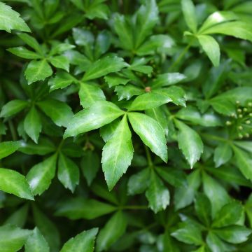 Acanthopanax henryi Nana - Henry's Aralia