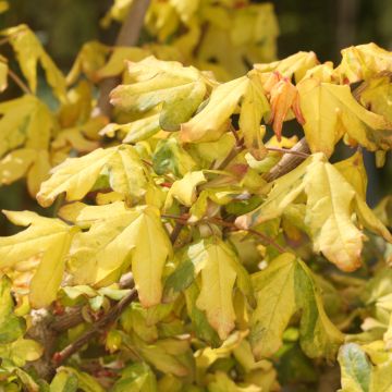 Acer campestre Magic Spring - Field Maple