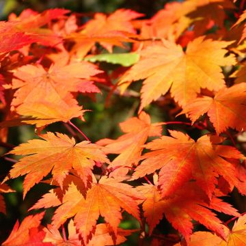 Érable du Japon - Acer japonicum Vitifolium en pot de 12L/15L