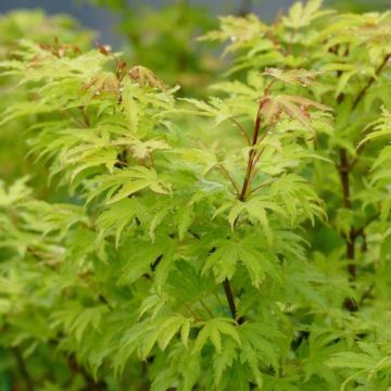 Acer palmatum Anne Irene