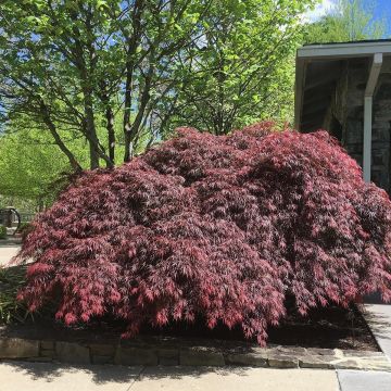 Érable du Japon - Acer palmatum Dissectum Tamukeyama