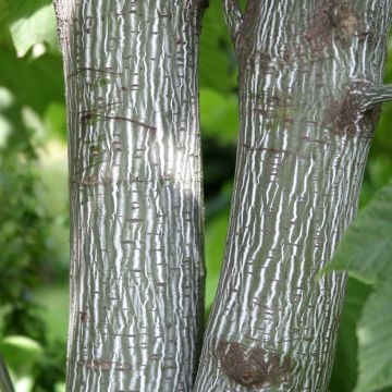 Acer pensylvanicum 