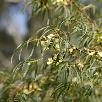 Acer pentaphyllum - Chinese maple