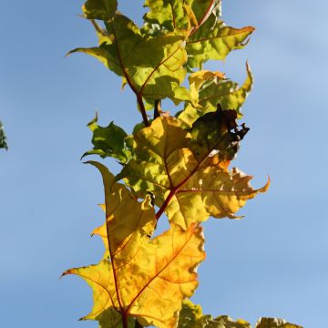 Acer platanoides Marylka - Norway Maple