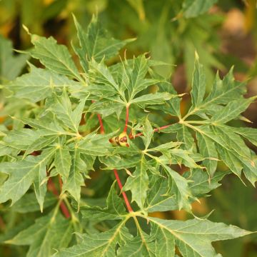 Acer platanoides Lorbergii - Norway Maple