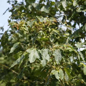 Acer platanoides Stollii - Norway Maple