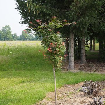 Acer pseudosieboldianum North Wind - Maple