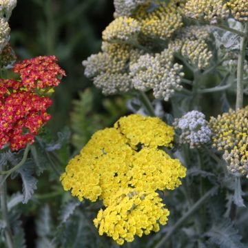 Achillea clypeolata Little Moonshine